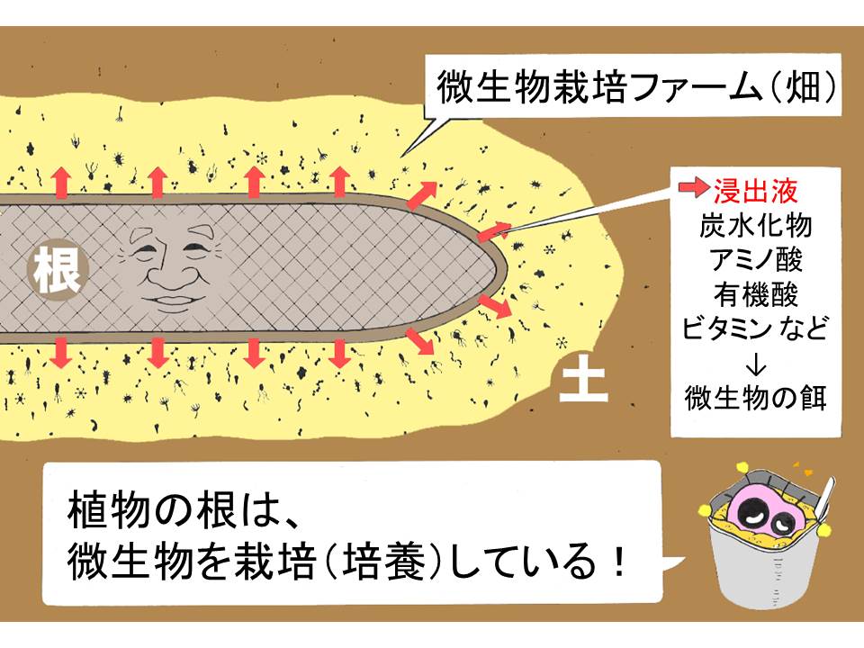 ソリューション ストレス対策 アクションコーポレーションの農業肥料 土壌 品質改善 収穫アップ